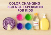 Red cabbage pH experiment setup for kids with colorful test results.